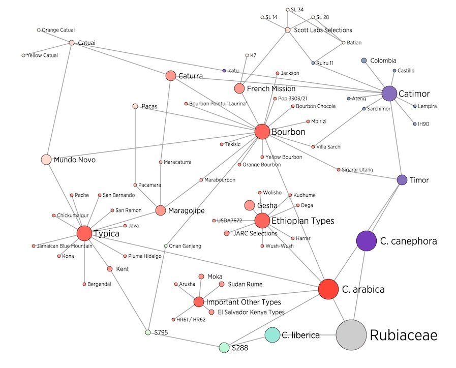 Coffee Varieties Graph